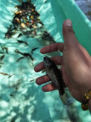 Dormitator latifrons