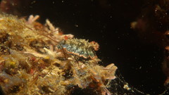 Image of Chromolaichma dalli