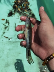 Gobiomorus maculatus