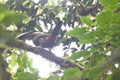 Selenidera spectabilis