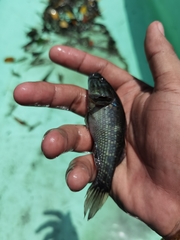 Dormitator latifrons