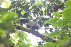 Selenidera spectabilis