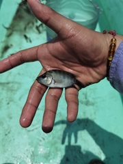 Amphilophus trimaculatus