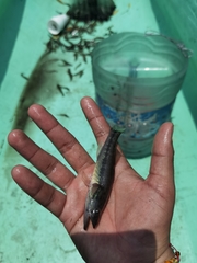 Gobiomorus maculatus