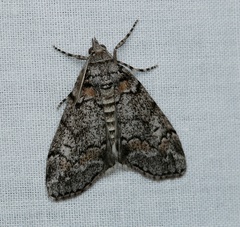 Smyriodes trigramma