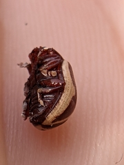 Calligrapha bidenticola