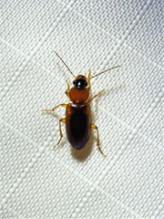 Stenolophus dissimilis