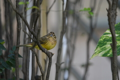 Emberiza rutila