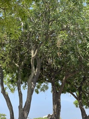Kigelia africana africana