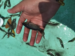 Dormitator latifrons