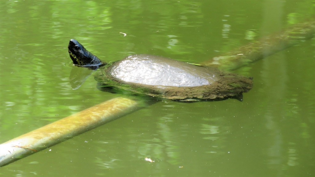 Black River Turtle in May 2021 by abeatriz88 · iNaturalist