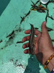 Gobiomorus maculatus