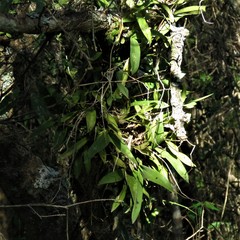 Gomesa bifolia