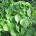 Small-leaved Lime - Photo AnRo0002, no known copyright restrictions (public domain)
