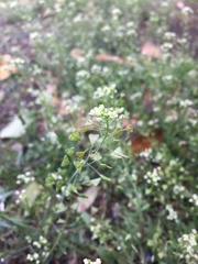 Capsella bursa-pastoris