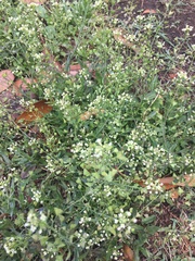 Capsella bursa-pastoris