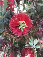 Melaleuca