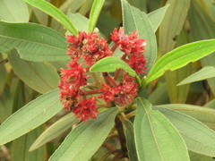 Miconia melastomoides