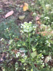 Capsella bursa-pastoris