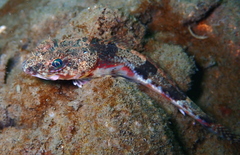 Chitonotus pugetensis