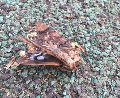 Arcte coerula