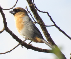 Schistochlamys ruficapillus
