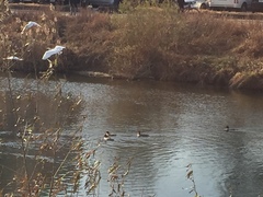 Mergus merganser
