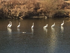 Mergus merganser
