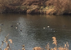 Mergus merganser