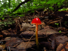 Hygrocybe minutula