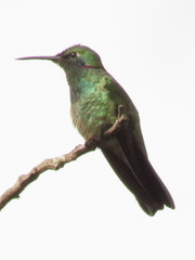 Colibri serrirostris