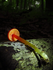 Hygrocybe minutula