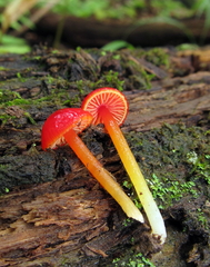 Hygrocybe minutula