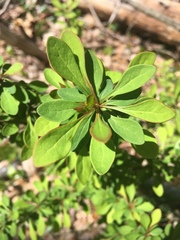 Berberis thunbergii