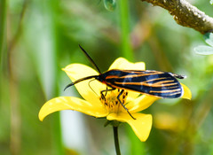 Ctenucha venosa