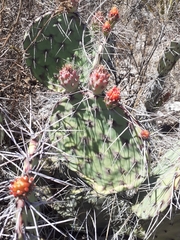 Opuntia stenopetala