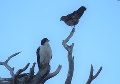 Daptrius albogularis