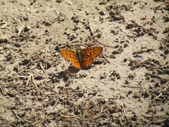Boloria epithore