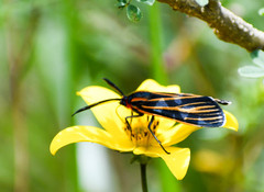Ctenucha venosa