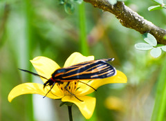 Ctenucha venosa