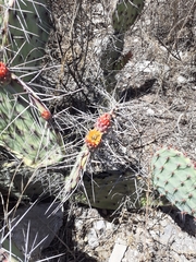 Opuntia stenopetala