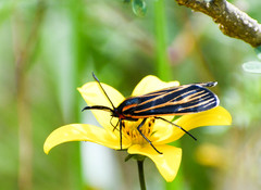 Ctenucha venosa