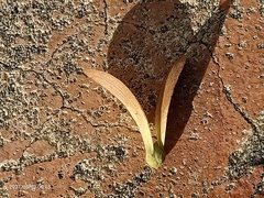 Hopea odorata