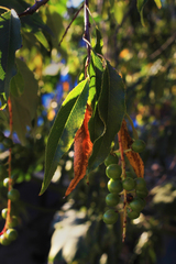 Prunus serotina