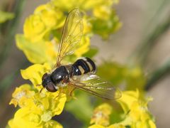 Epistrophella euchroma