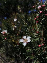 Leptospermum barneyense