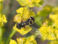 Epistrophella euchroma