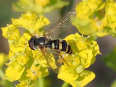 Epistrophella euchroma