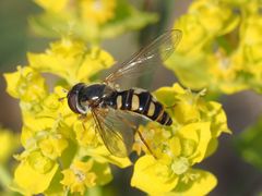 Epistrophella euchroma