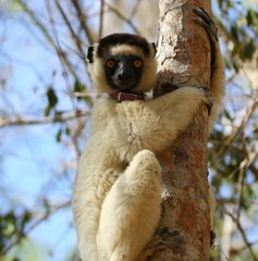 Propithecus verreauxi